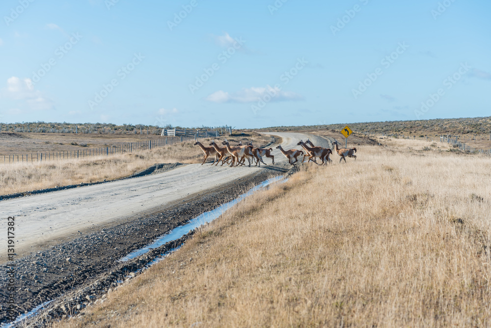 Obraz premium Guanacos crossing the street in Tierra del Fuego, Chile