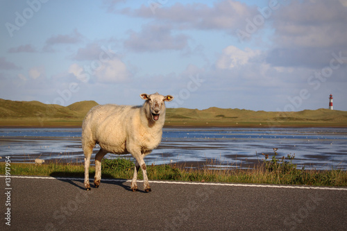 Schaf auf Sylt photo