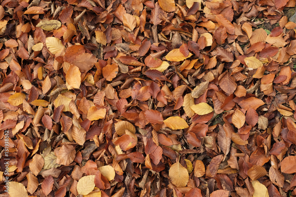 Fallen autumn leaves in forest