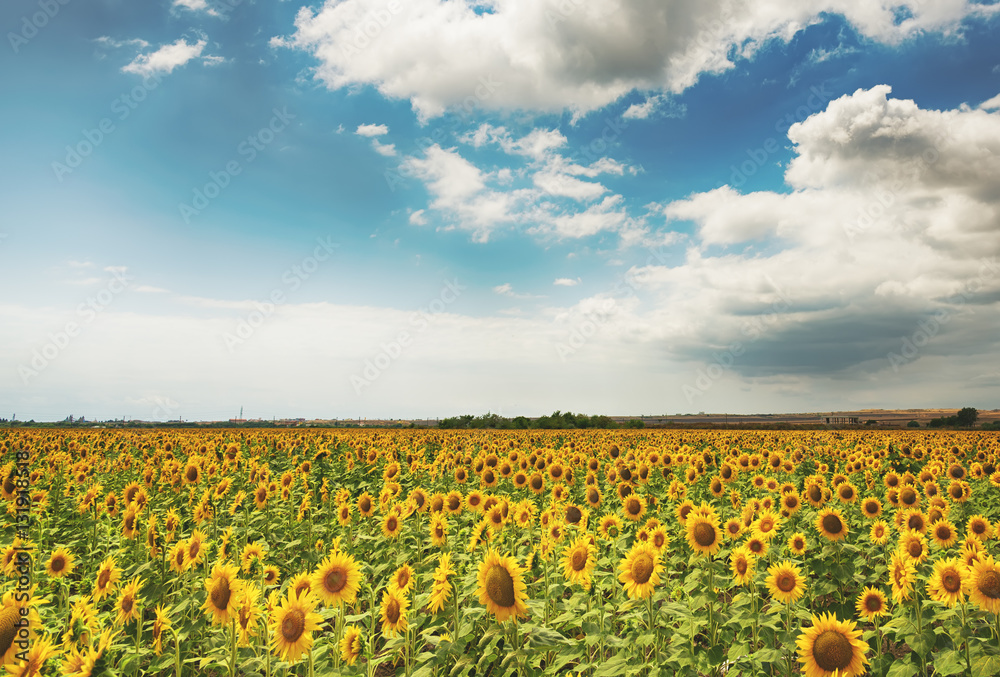 Obraz premium Cloudy daily landscape in the middle of summer. Sunflower field near the town of Burgas, Bulgaria