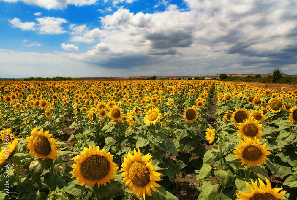 Obraz premium Cloudy daily landscape in the middle of summer. Sunflower field near the town of Burgas, Bulgaria