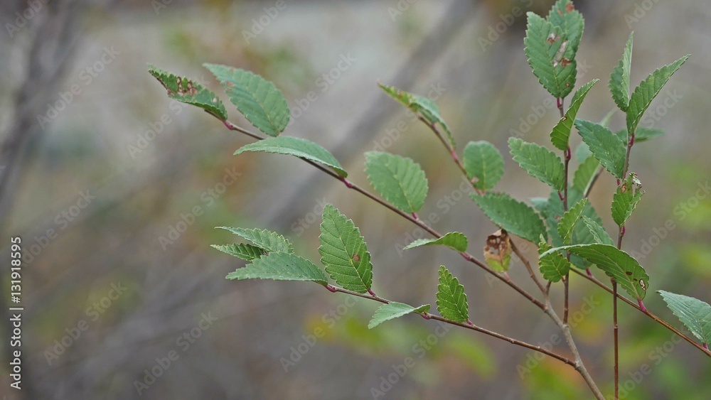 elm tree branch landscape nature autumn yellow and green elm tree branch landscape nature autumn yellow and green