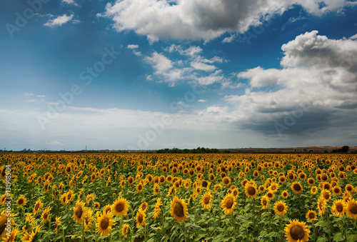 Cloudy daily landscape in the middle of summer. Sunflower field near the town of Burgas  Bulgaria