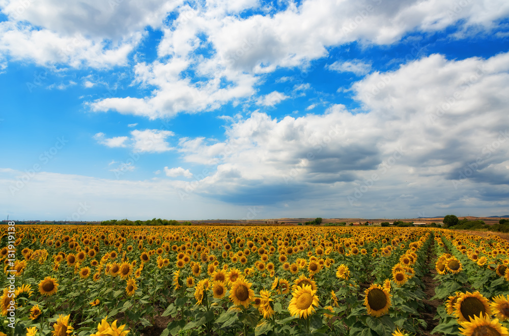 Cloudy daily landscape in the middle of summer. Sunflower field near the town of Burgas, Bulgaria Cloudy daily landscape in the middle of summer. Sunflower field near the town of Burgas, Bulgaria