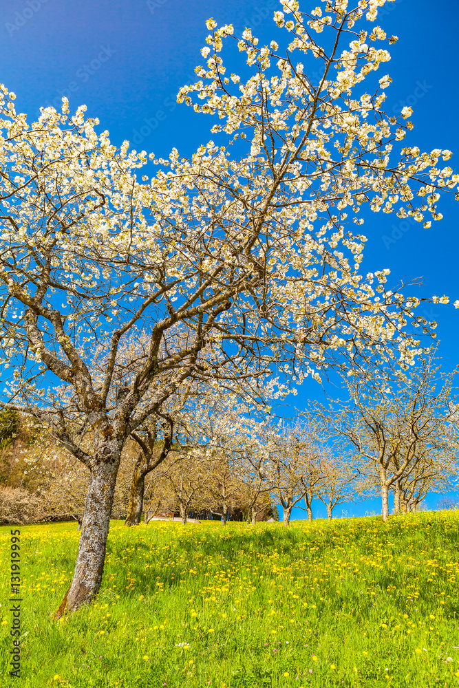 Fototapeta premium spring time and cherry tree