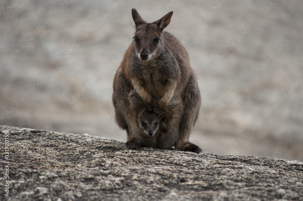 Wallaby Wallaby