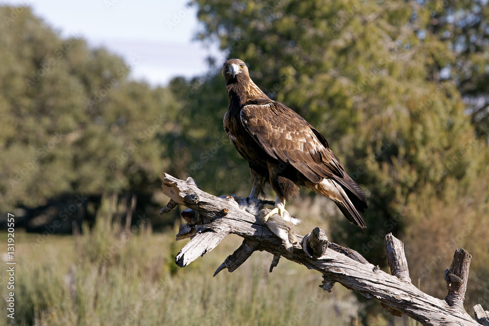 Adult male of Golden eagle. Aquila chrysaetos Adult male of Golden eagle. Aquila chrysaetos
