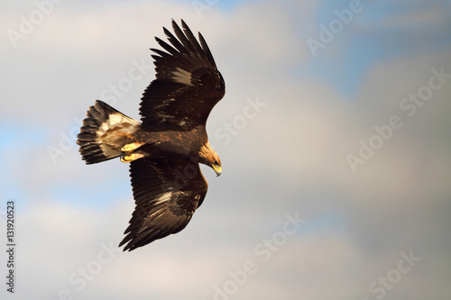 Φωτογραφία Young of Golden eagle flying. Aquila chrysaetos