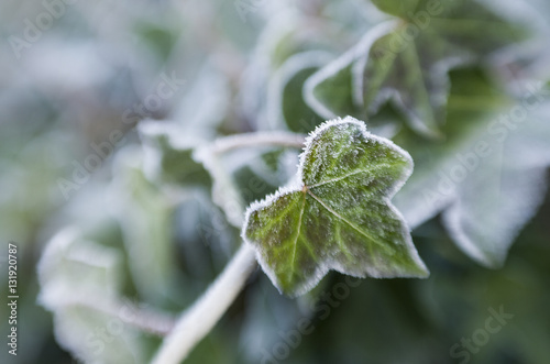 Frozen ivy leaf