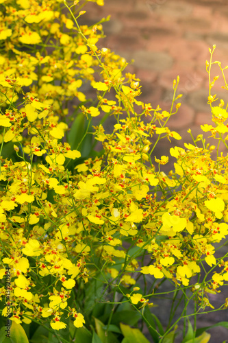 Fototapeta Naklejka Na Ścianę i Meble -  Spring background with beautiful yellow flowers in garden.