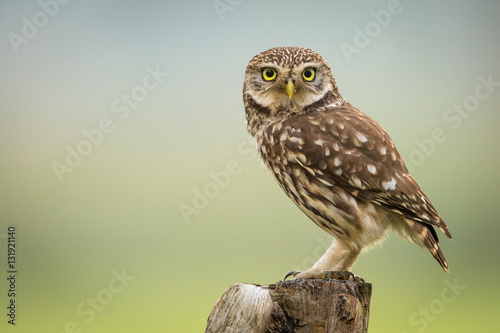 Little Owl photo