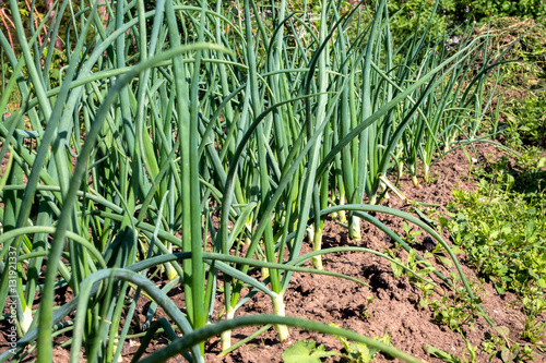 Green onions growing on the farm at summertime