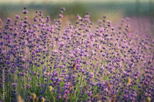 Branches of flowering lavender