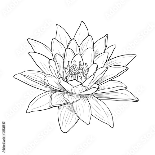 Floral Water Lily. Vector line style