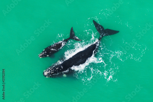 Southern Right Whale with her calf resting on the surface