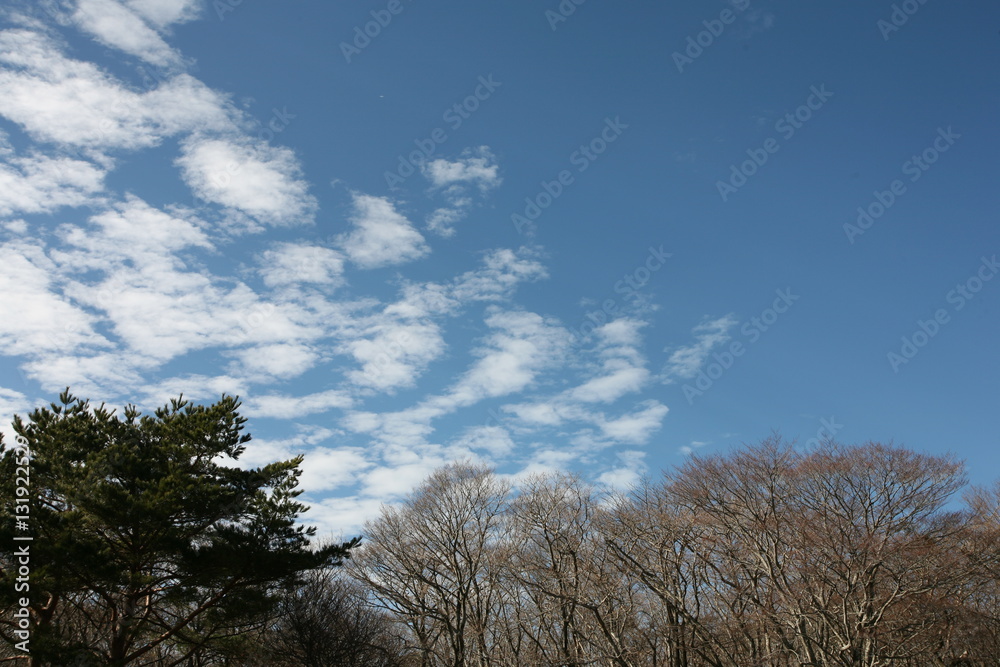 Winter Landscape