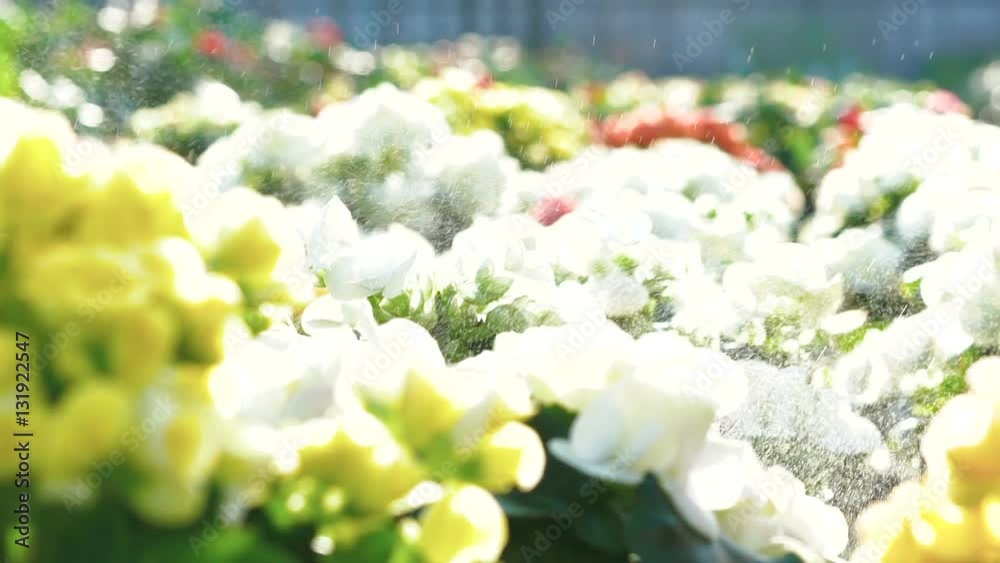 Close up of spraying flowers. Slowly Close up of spraying flowers. Slowly