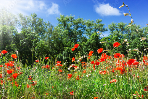 Mohnblumen  Klatschmohn  Feldblumen 