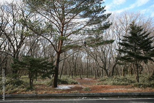 Winter Landscape