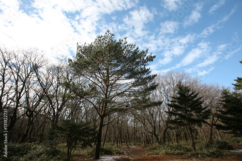 Winter Landscape