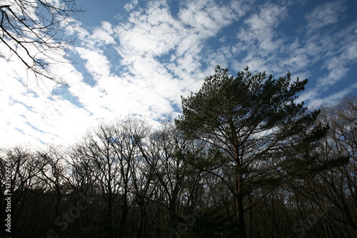 Winter Landscape
