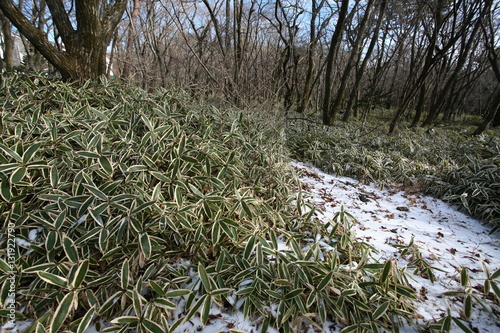 Winter Landscape