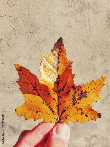 Hand holding an orange leaf at autumn