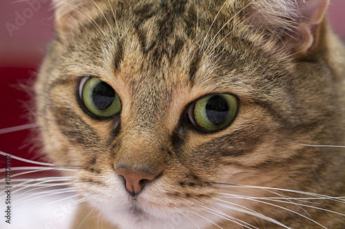 Close up portrait of cute green-eyed cat