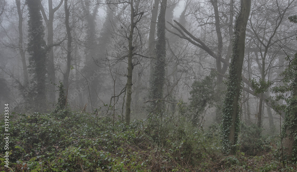 Fototapeta premium trees in the fog