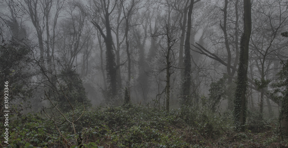 Fototapeta premium trees in the fog