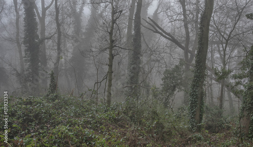 trees in the fog © guyberresford