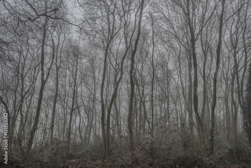 Trees in the fog