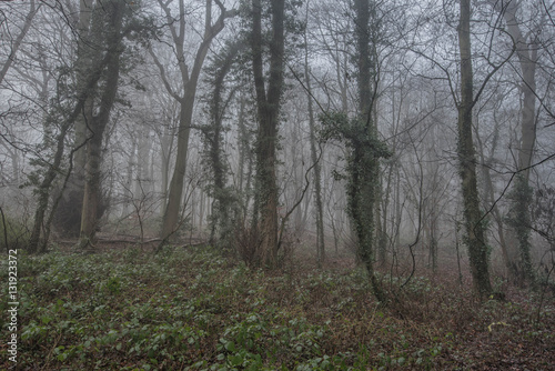 Trees in the fog