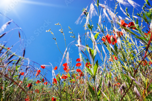 Fototapeta Naklejka Na Ścianę i Meble -  Mohnblumen, Klatschmohn, Feldblumen 