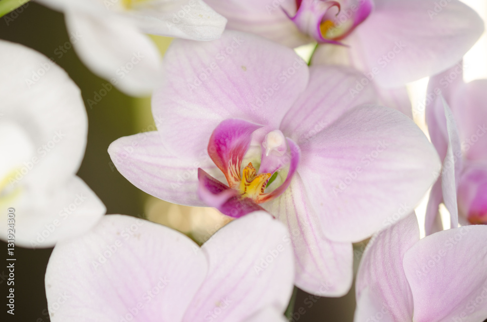 Fototapeta premium Orchidee