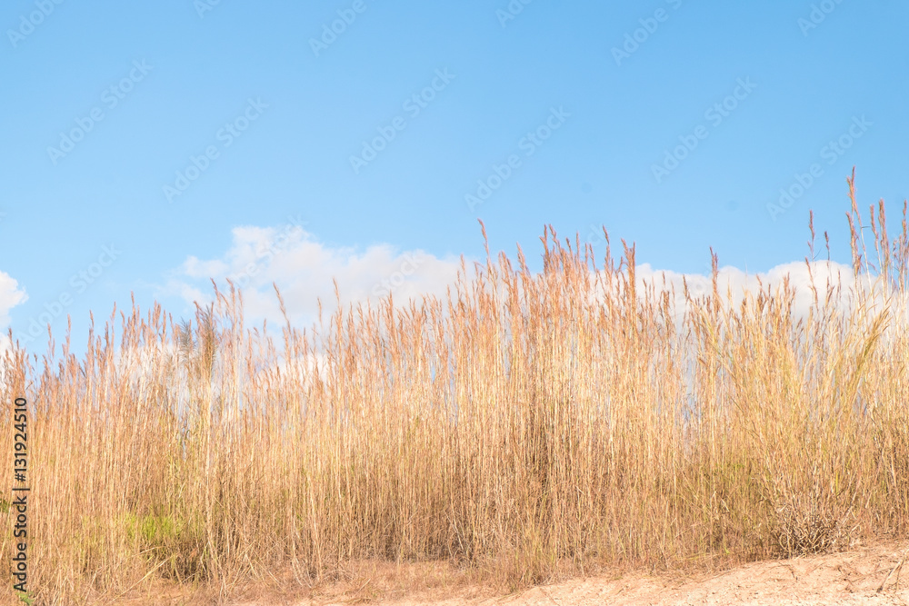Fototapeta premium dry brown reeds against blue sky and cloud