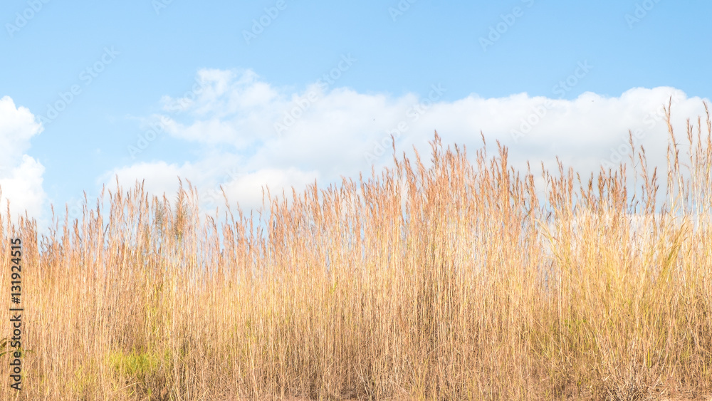 dry brown reeds against blue sky and cloud dry brown reeds against blue sky and cloud