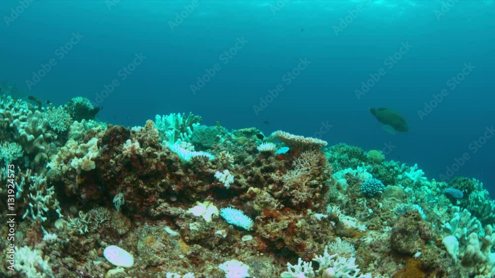 Coral bleaching occurs when water temperatures rise over a longer period. Coral bleaching occurs when water temperatures rise over a longer period.