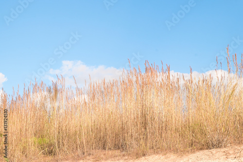 dry brown reeds against blue sky and cloud
