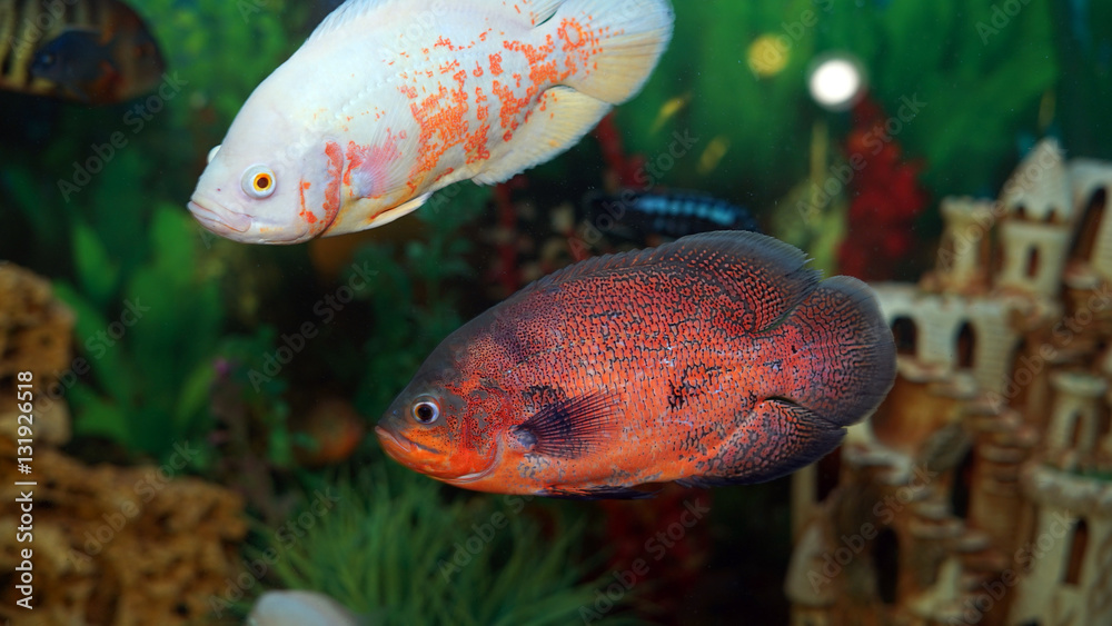 Obraz premium aquarium