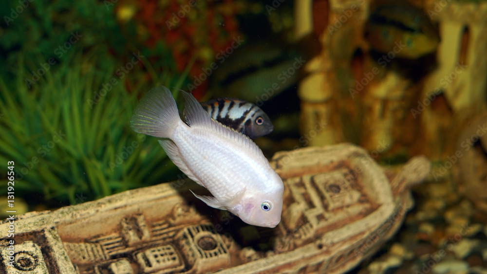 Obraz premium aquarium