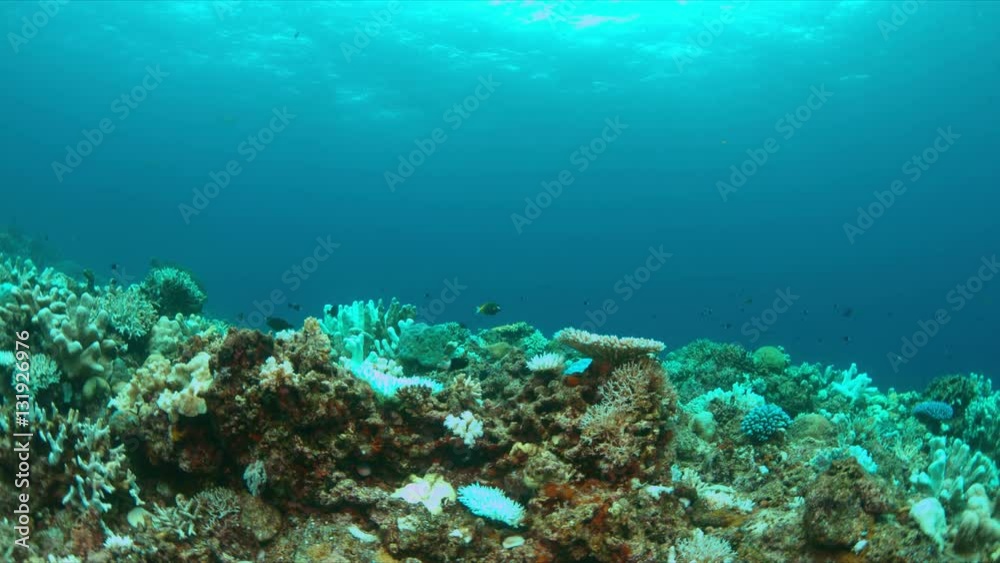 Coral bleaching occurs when water temperatures rise over a longer period.