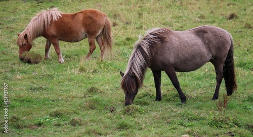 HORSES IN VESTER  LEN  LAPLAND  NORWAY  SCANDINAVIA  EUROPE