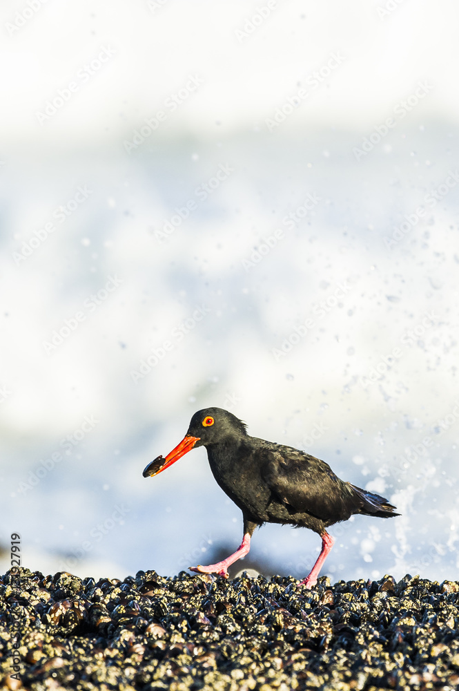 African Black Oystercatcher feeding in the intertidal zone African Black Oystercatcher feeding in the intertidal zone