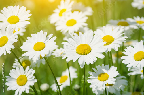Summer background with beautiful daisies in the sunlight.