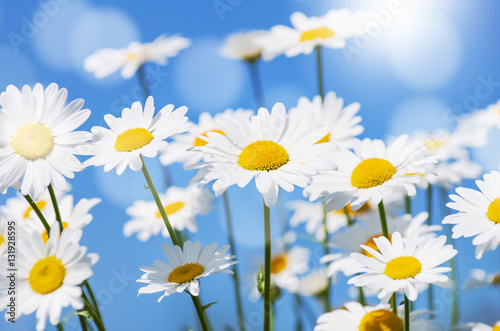 Beautiful daisies on background of blue sky
