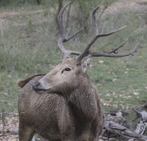 Pere David's male adult profile