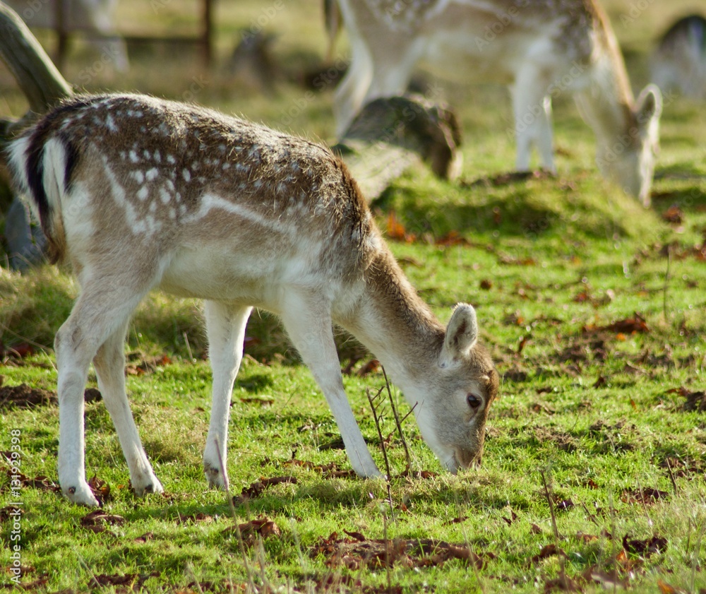 deer deer