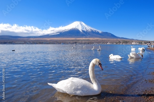 白鳥の湖