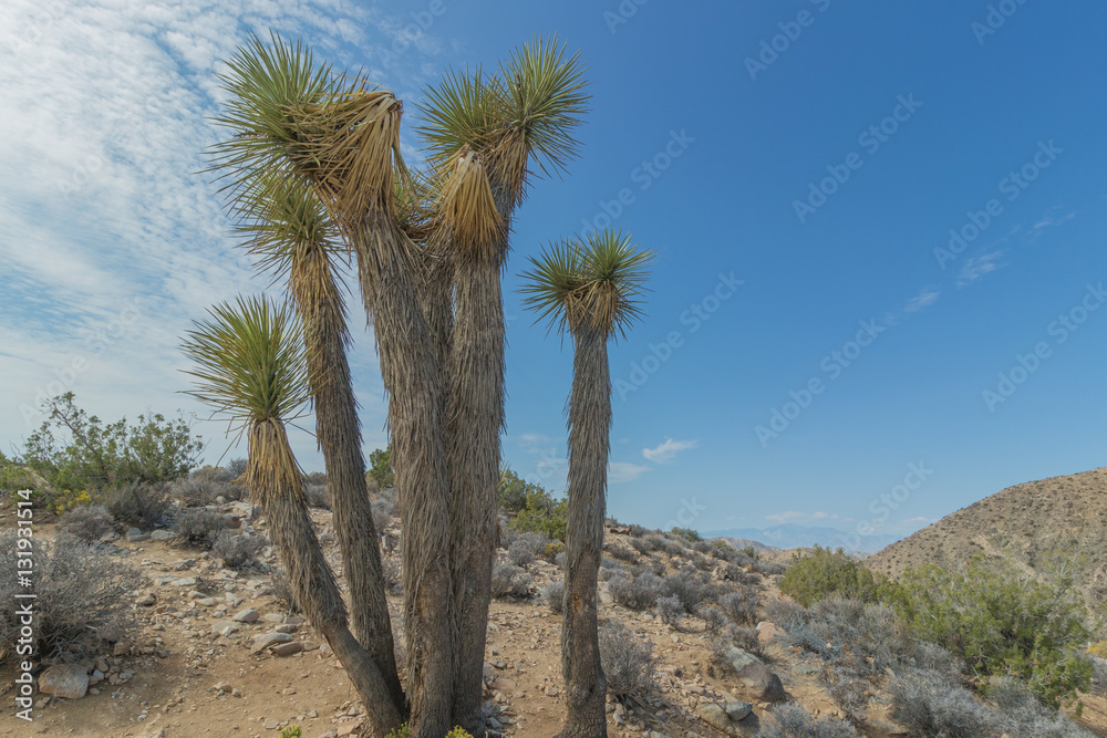 Joshua Tree (Yucca Brevifolia) in Joshua Tree National Park, California